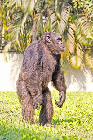 Chimpanzee (Pan troglodytes) stays on a grassの写真素材
