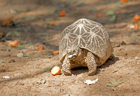 Star tortoise, Geochelone elegansの写真素材