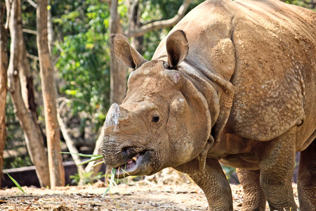 Portrait of eating Indian rhinocerosの写真素材