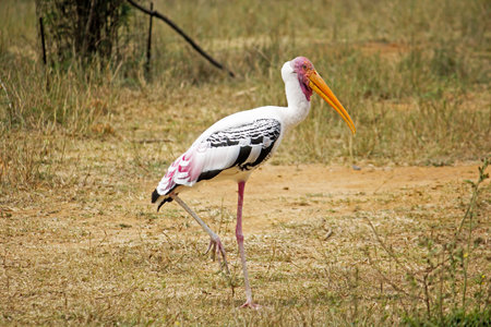 Walking painted stork, Mycteria leukocephalaの写真素材