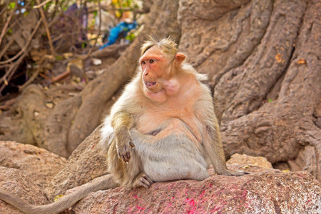 Aged female wild Bonnet macaque