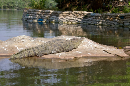 Crocodile in the South-Indian river Kaveriの写真素材