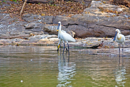 Group of burds on the South-Indian river Kaveriの写真素材