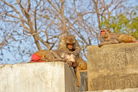 Rhesus macaques (Macaca mulatta) in Vrindavan