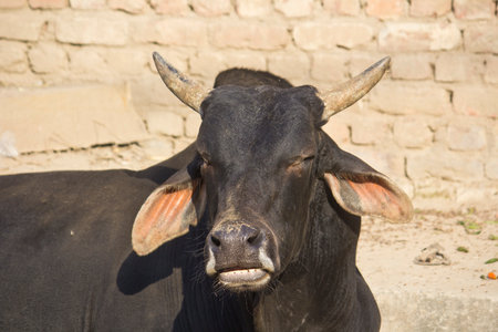 Portrait of the black bull in Vrindavanの写真素材