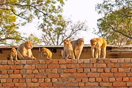 Famile of the rhesus macaques on the wall in Vrindavanの写真素材
