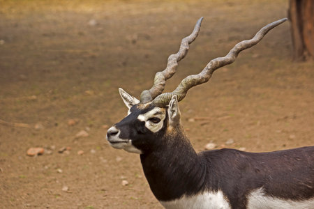 Portrait of the Black Buck (Antilope cervicapra)