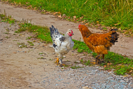Two hens in a russian village, Vladimir area. Hen is a symbol of 2017の写真素材