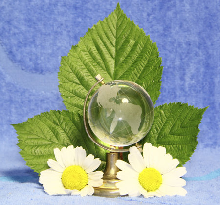 The glass globe green leaves and camomiles on a blue background の写真素材