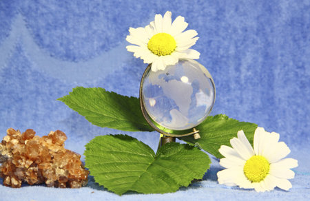 The glass globe leaves and a camomile on a blue background の写真素材