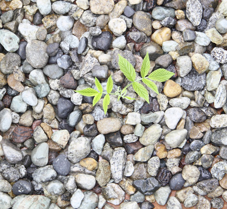 A green sprout on stonesの写真素材