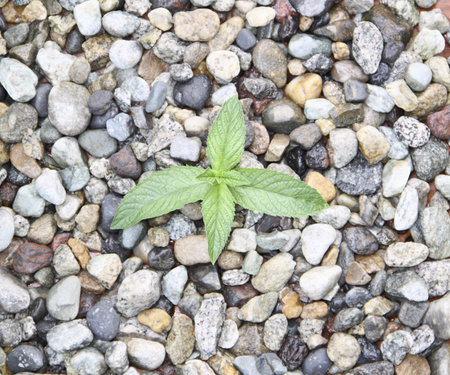 A green sprout on stonesの写真素材