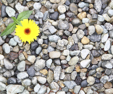 A yellow flower and a  green sprout on stonesの写真素材