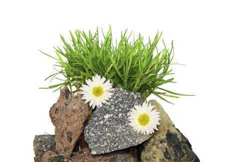 A green grass on stones with camomiles on a white background の写真素材