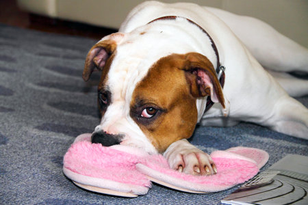 The American Bulldog is waiting for the host head on slipperの写真素材