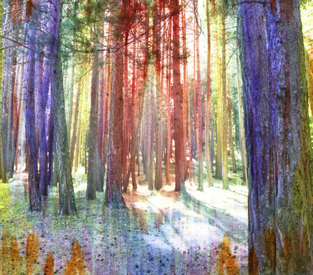 A fantastic landscape with a rainbow light in the pine forest, made with colored water color filtersの写真素材