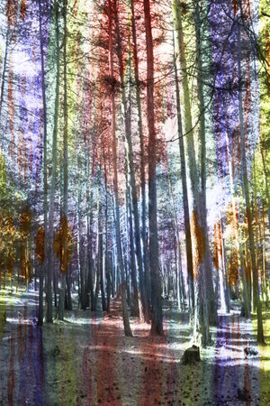 A fantastic landscape with a rainbow light in the pine forest, made with colored water color filtersの写真素材