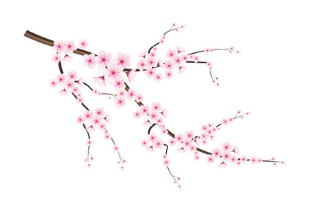 Realistic blooming cherry flowers and petals illustration,cherry blossom vector. pink sakura flower background. cherry blossom flower blooming vectorのイラスト素材