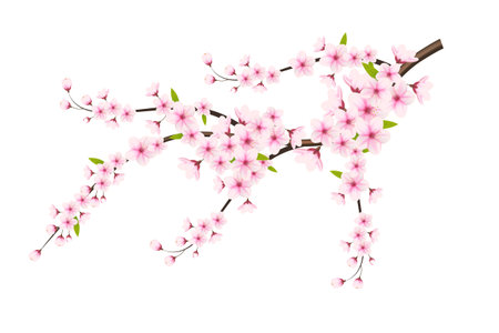 Realistic blooming cherry flowers and petals illustration,cherry blossom vector. pink sakura flower background. cherry blossom flower blooming vectorのイラスト素材