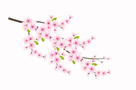 Realistic blooming cherry flowers and petals illustration,cherry blossom vector. pink sakura flower background. cherry blossom flower blooming vectorのイラスト素材