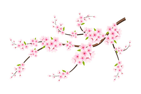 Cherry blossom flowers and petals illustration, cherry blossom vector. pink sakura flower background. cherry blossom flower blooming vectorのイラスト素材