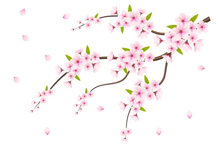 Cherry blossom flowers and petals illustration, cherry blossom vector. pink sakura flower background. cherry blossom flower blooming vectorのイラスト素材