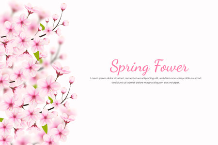 Cherry blossom flowers and petals illustration, cherry blossom vector. pink sakura flower background. cherry blossom flower blooming vectorのイラスト素材