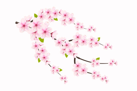 Cherry blossom and sakura flower. cherry blossom vector. cherry bud. Pink sakura flowerのイラスト素材