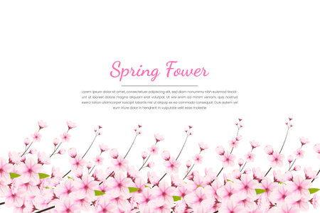 Cherry blossom background with sakura flower. Watercolor cherry blossom vector.Cherry blossom flower blooming vector. Pink sakura flower background. Sakura on white backgroundのイラスト素材