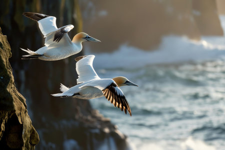 Northern gannets, Closeup shot of Northern gannets flying with open wings with a background of blue seaの素材