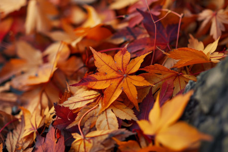 Autumn leaves background, Orange maple leaves on the ground with a bokeh effect defocused background AI generatedの素材