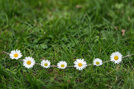 Delicate daisy chain resting on grass AI generatedの素材