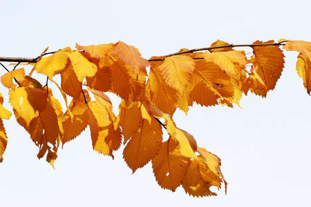 yellow autumn leaves