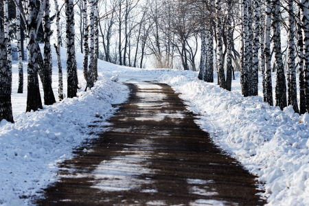 the road among silver birches in the winter 