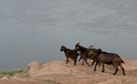  several goats on the Waterの写真素材