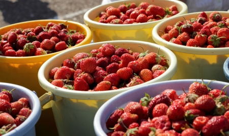  ripe red berries in a bucket on the marketの写真素材