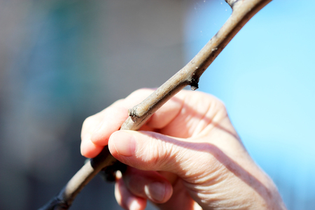 Hands of an elderly woman holding a branch of apple trees in the garden の写真素材