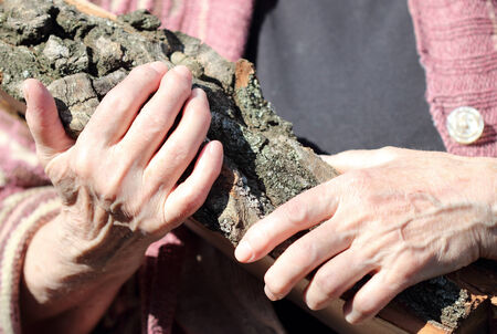 Â  elderly woman carries in his hands a piece of wood の写真素材
