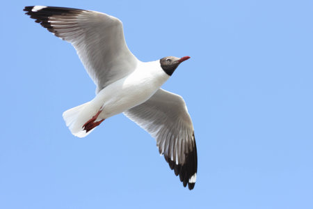 Seagull in the blue skyの写真素材
