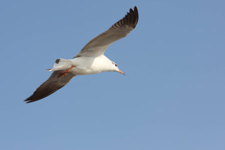 flying seagull in the skyの写真素材