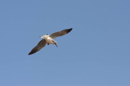 flying seagull in the skyの写真素材