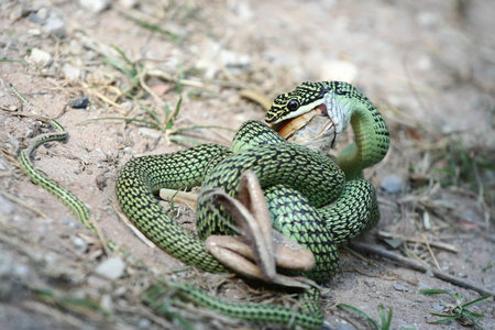 green snake eat frogの写真素材