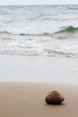 lonely coconut on the beachの写真素材