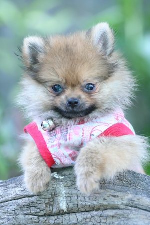 puppy of pomeranian in actionの写真素材