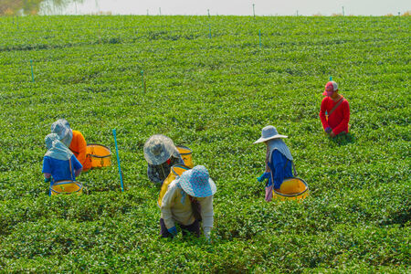 Gardeners are picking tea leavesの写真素材