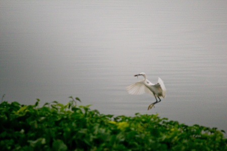 bird の写真素材