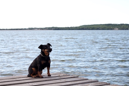 Dog on bridge near the waterの写真素材