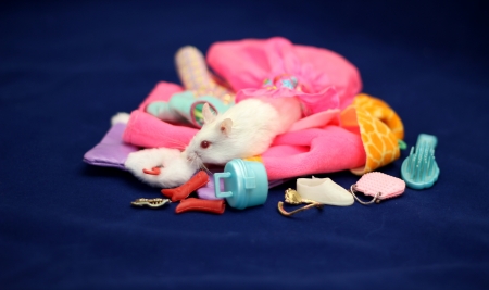 White hamster with a lot of clothes and accessoriesの写真素材