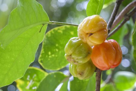 cherryの写真素材