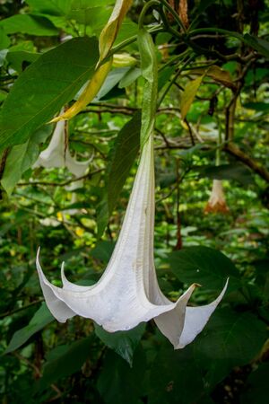 ANGELS' TRUMPETSの写真素材